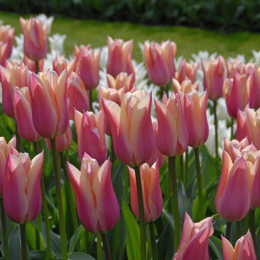 Tulip Bulbs,sanne ( Bulbs) Lily flowering - Caribbeangardenseed