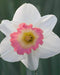 Daffodil Narcissus "Pink Charm" Bulb-Shipping - Caribbeangardenseed