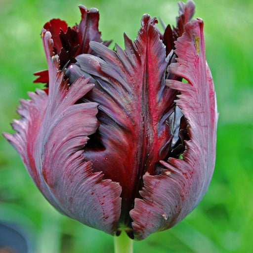 Black Parrot",Tulip Bulbs, Fall Planting Bulbs ! - Caribbeangardenseed