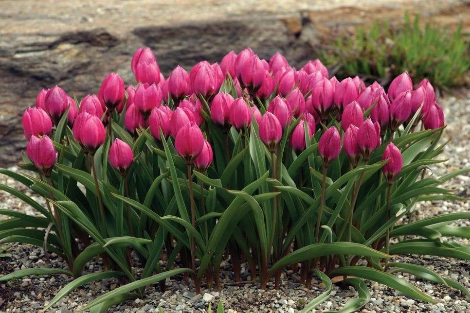 Buy Tulipa humilis Violacea Black Base, BULBS NOW SHIPPING Online