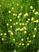Cotton Lavender Seeds (Santolina rosmarinifolia) Perennial Herb - Caribbeangardenseed