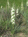 Soapweed Yucca Seeds ,(Yucca glauca) Succulent- Perennial evergreen - Caribbeangardenseed