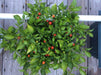 Aji Cereza ( Pepper Seeds) Capsicum Annuum , Very Rare Heirloom pepper ! - Caribbeangardenseed