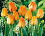 Daydream tulip, flower bulbs. Shipping now! - Caribbeangardenseed