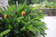 Bird of Paradise Flower Seeds, Tropical Caribbean Shrub - Caribbeangardenseed