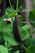 Snow peas- Purple Pods -Beautiful edible podded - Caribbeangardenseed