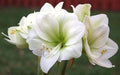 Amaryllis Peruvian ‘Ice Queen’(BULBS) DOUBLE FLOWERS,GREAT GIFT - Caribbeangardenseed