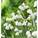 Summer snowflakes (Leucojum aestivum ) Flowers bulb - Caribbeangardenseed