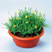 Yellow-eyed Grass Seed (Sisyrinchium californicum) Perennial flower - Caribbeangardenseed