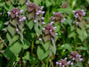 Red Dead Nettle, Purple deadnettle SEEDS, Organic Perennial Herb - Caribbeangardenseed