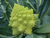 Italian Cauliflower Seeds, VERONICA ROMANESCO BROCCOFLOWER , romanesco broccoli or Roman cauliflower - Caribbeangardenseed