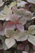 Wild Japanese Parsley SEEDS,(Cryptotaenia japonica var. atropurpurea) - Caribbeangardenseed