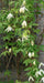 Siberian Clematis - Alpina CLEMATIS- Flower Seeds, PERENNIAL - Caribbeangardenseed