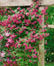CLEMATIS viticella Purpurea Plena Elegans, Starter Plant, VINE - Caribbeangardenseed