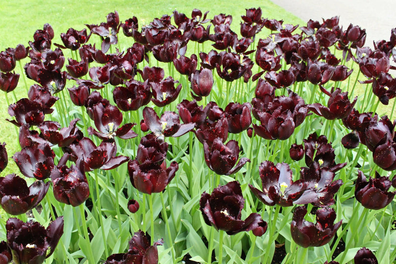 Vincent Van Gogh (,10 TULIP Bulb,) Beautiful fringed, - Caribbeangardenseed