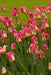 Tulip Bulbs, Finola (Double Late) Excellent Cut Flowers. - Caribbeangardenseed