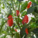 Chintexle Chilli Seeds (Capsicum Annuum) HOT - Caribbeangardenseed