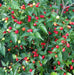Wiri Wiri Pepper Seeds ,Capsicum frutescens, From Guyana ! - Caribbeangardenseed