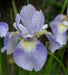 Siberian Iris ,SKY WINGS ('Bareroot) Perennial - Caribbeangardenseed