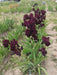 rio rojo Tall Bearded Iris, BAREROOT Plants, Iris Germanica - Caribbeangardenseed