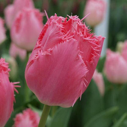 PINK Fringed TULIP CACHAREL, FALL PLANTING BULBS - Caribbeangardenseed