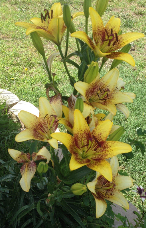 Asiatic Lily Golden Stone (5 bulbs) real thriller in the garden .Perennial - Caribbeangardenseed