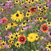 Native Flower Seed Mix for Monarchs - Caribbeangardenseed