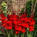 Gladiolus bulbs (corms) Manhattan (Red) ,Summer flowering, Great for Borders Containers & Cutting. - Caribbeangardenseed
