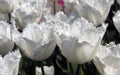 Fringed WHITE Tulips, HONEYMOON- FALL PLANTING Bulb - Caribbeangardenseed