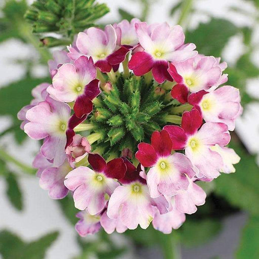 Verbena Obsession Cascade twister violet ( 10 seeds ) GREAT IN CONTAINERS ! - Caribbeangardenseed