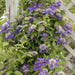 Clematis 'Multi Blue' LIVE STARTER PLANT - Caribbeangardenseed