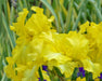 Iris Germanica 'Harvest Of Memories' Bearded Iris, Perennial Bareroot Plant - Caribbeangardenseed