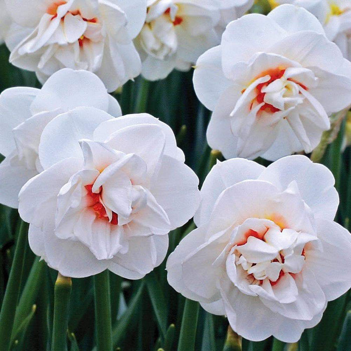 Daffodil Bulbs ,'Acropolis' double-flowered - Caribbeangardenseed