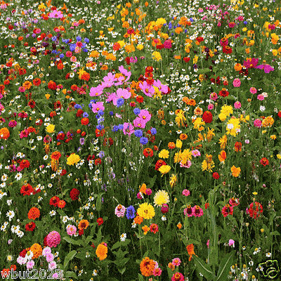 4oz All In One Wildflowers Mix (shaded Area) Fertilizer, Seed. Mulch, - Caribbeangardenseed