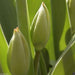 TULIP Ollioules Bulbs ,long stems.beds,landscaping ,Cut Flowers - Caribbeangardenseed