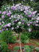 HIBISCUS SEEDS, Rose of Sharon ,cold hardy, flowering Shrub - Caribbeangardenseed