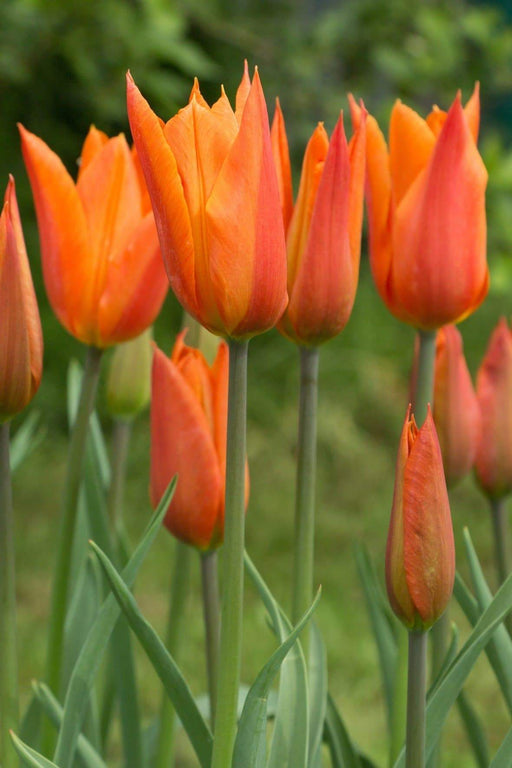 Tulip Bulbs,Ballerina ( Bulbs) Lily flowering - Caribbeangardenseed
