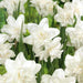 white marvel daffodil BULBS, multi-headed variety - Caribbeangardenseed