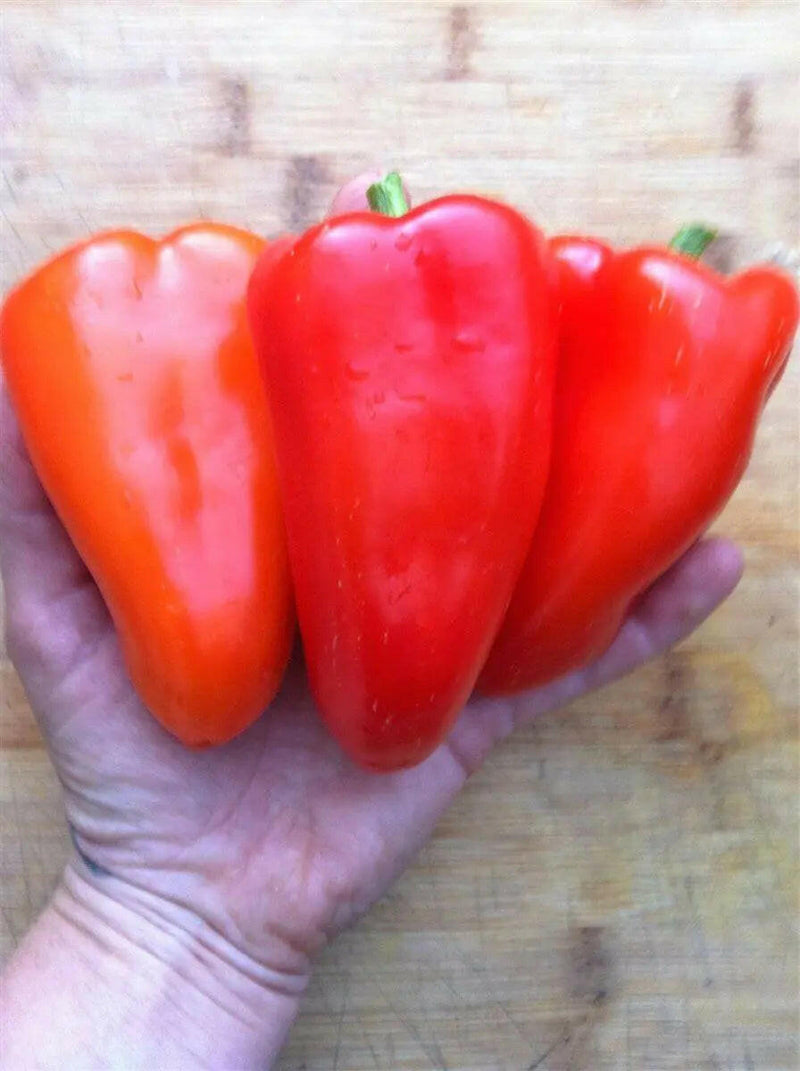 APPLE Sweet Pepper SEEDS , Capsicum annuum - Caribbeangardenseed