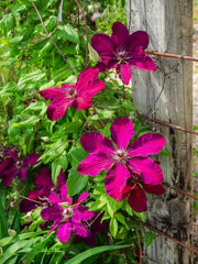 Clematis 'Westerplatte'', Starter Plant, VINE - Caribbeangardenseed