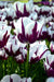 Tulip Blueberry Ripple, Flower Bulbs, FALL PLANTING - Caribbeangardenseed