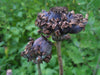 Hen and Chickens Poppy flowers Seeds (Papaver Somniferum ) Great Dried Arrangements - Caribbeangardenseed
