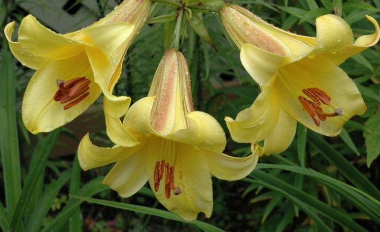 Trumpet Lily , Golden Splendor (3 bulbs) highly fragrant - Caribbeangardenseed