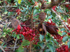 African Walnut TREE SEED,Schotia brachypetala : Weeping Boer-bean - Caribbeangardenseed