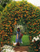 Black Eyed Susan VINE (3'POT LIVE PLANT) ORANGE FLOWERS - Caribbeangardenseed
