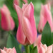 Tulip Bulbs,sanne ( Bulbs) Lily flowering - Caribbeangardenseed
