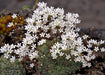 SAXIFRAGA COCHLEARIS Minor Seeds, Succulent ,Groundcover - Caribbeangardenseed
