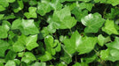 3 bareroot, English Ivy , Great In Containers,Very Hardy Native Plant ,Perennial Groundcover - Caribbeangardenseed