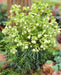 Boughton Beauty' Helleborus x sternii Seeds.: Evergreen ,PERENNIAL FLOWERS - Caribbeangardenseed