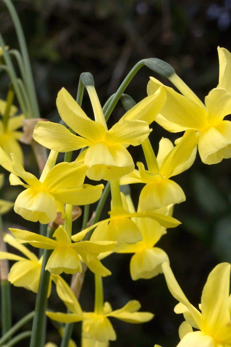 Daffodil BULBS (Miniature) Marie Curie Diamond - Caribbeangardenseed